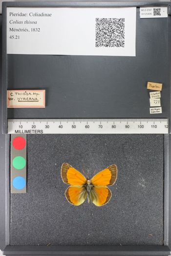 Media type: image;   Entomology 125406
